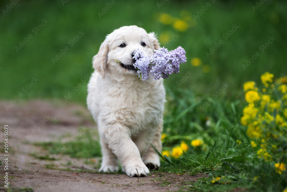 adorable golden retriever puppy holding lilac flowers in his mouth