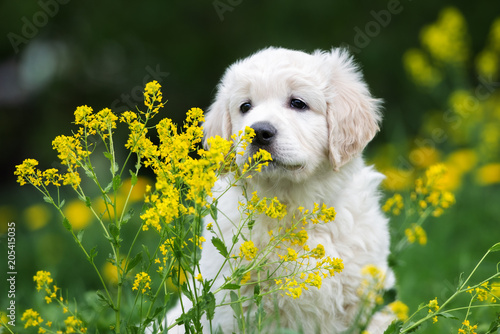 adorable golden retriever puppy portrait outdoors in summer