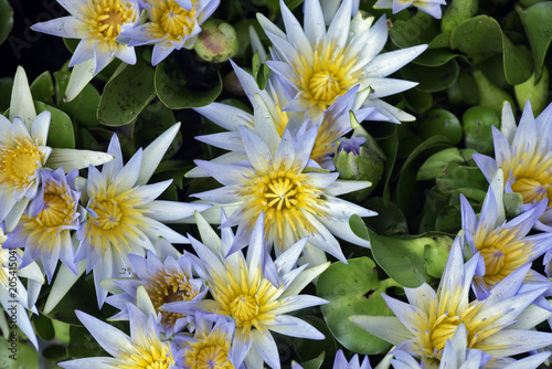 Blue waterlily bouquet photo