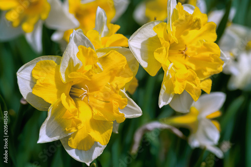 Fototapeta Naklejka Na Ścianę i Meble -  Double daffodils in the home garden.