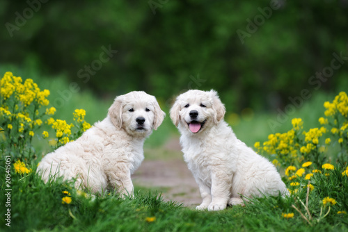 two adorable golden retriever puppies sitting outdoors in summer