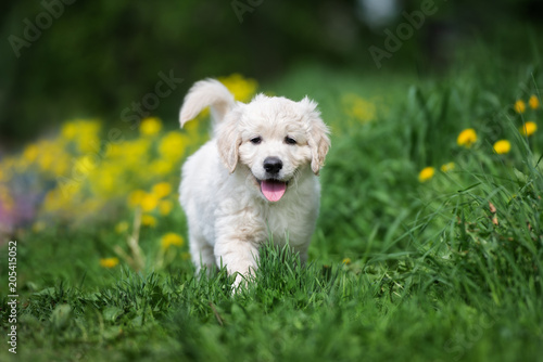 happy golden retriever puppy walking on grass