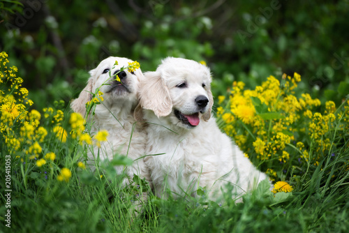 Fototapeta Naklejka Na Ścianę i Meble -  two adorable golden retriever puppies sitting outdoors