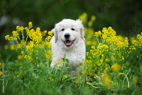 adorable golden retriever puppy outdoors in summer © otsphoto