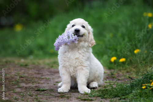 adorable golden retriever puppy holding lilac flower