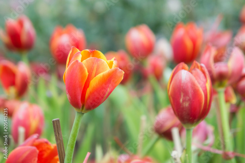 red tulip flowers in the garden the nice day on garden tulip