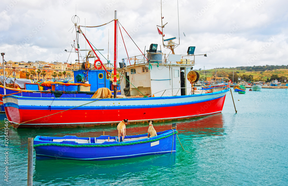 Dogs in Luzzu colored boats at Marsaxlokk Bay Malta