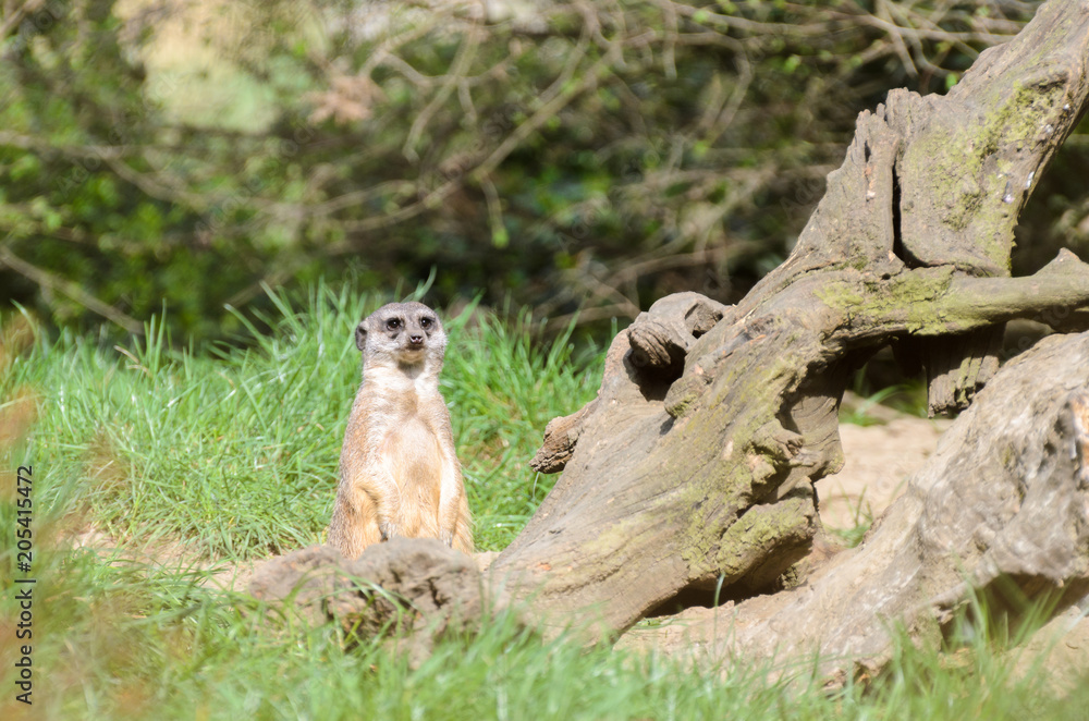Fototapeta premium Meerkat looks around the prairie, protects his herd.
