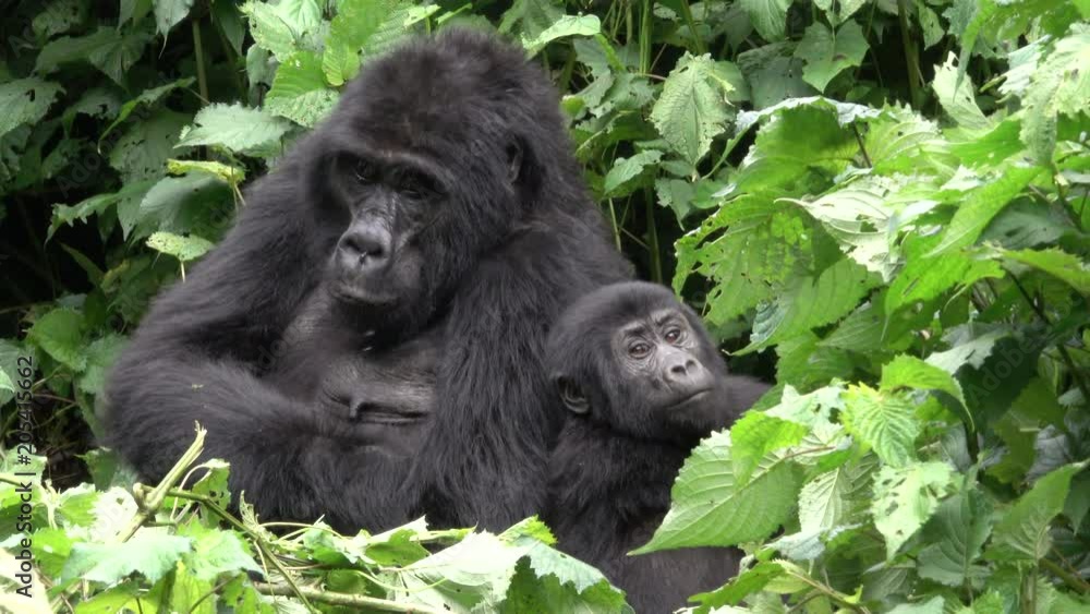 Mountain Gorilla, amazing young Boy and his mother. Bwindi Forest, Uganda Mountain Gorilla, amazing young Boy and his mother. Bwindi Forest, Uganda