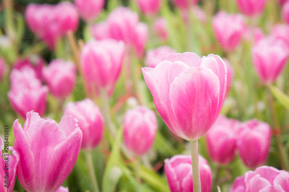 pink tulip flowers garden , tulip blooming blossom in the garden pink tulip flowers garden , tulip blooming blossom in the garden
