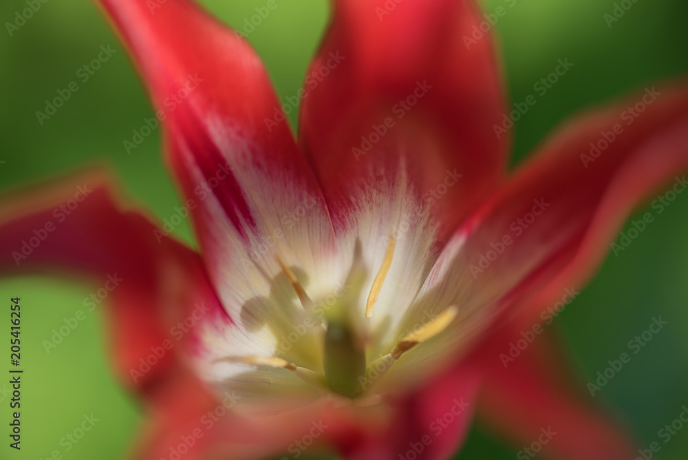 Blurred red tulip. Top view. Abstract Macro photo. Beautiful Spring background. Blurred red tulip. Top view. Abstract Macro photo. Beautiful Spring background.