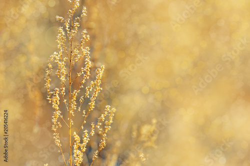 Autumn landscape. Golden autumn grass. Natural background. Dry forest grass in nature with blurred background and bokeh. Copy space.