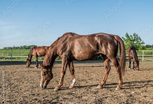 koń kasztan brązowy