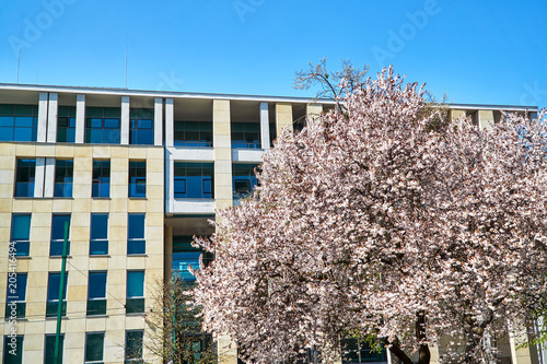 Spring trees and the facade of modern building in Poznań.