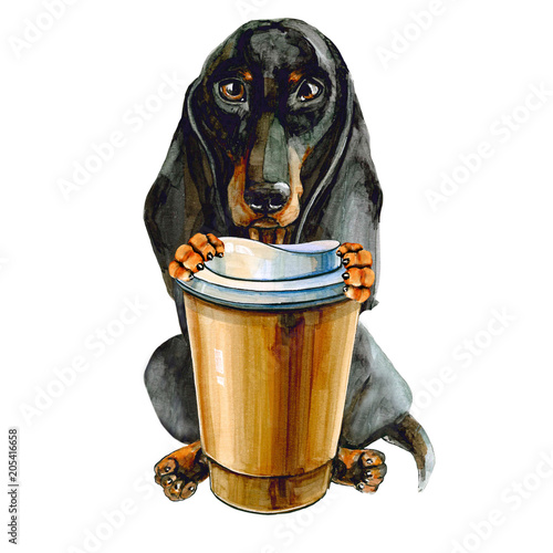 Black dog of the Dachshund breed keeps a glass of coffee in its paws. isolated on a white background