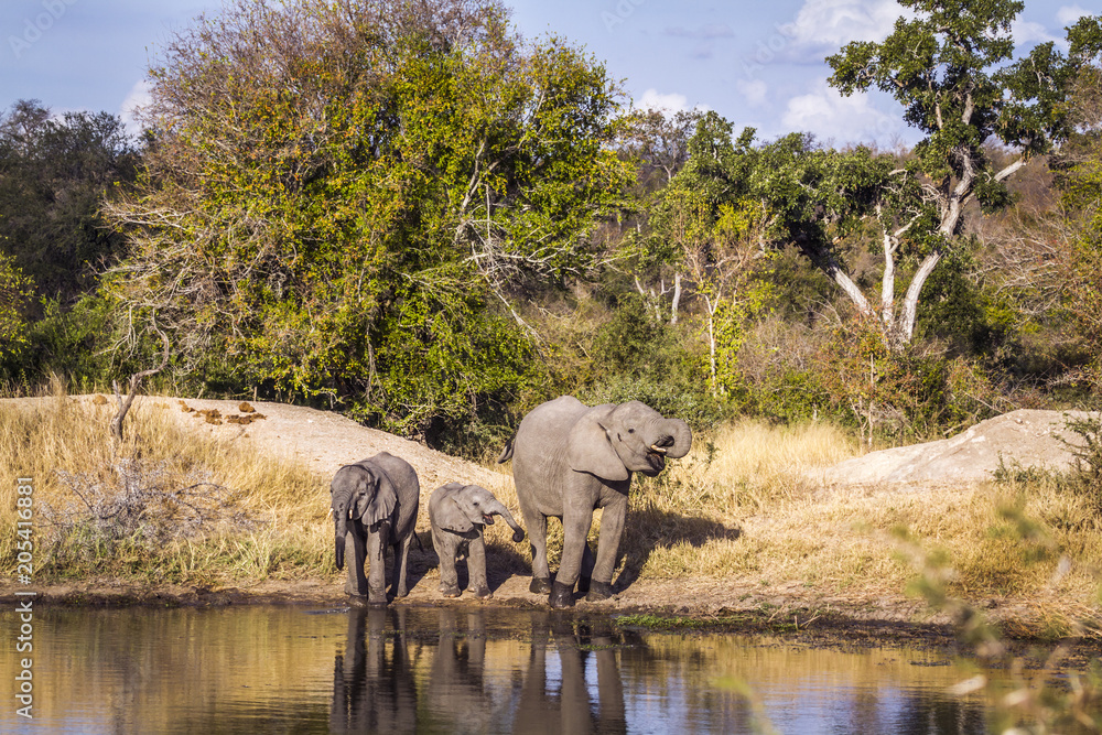 Obraz premium African bush elephant in Kruger National park, South Africa
