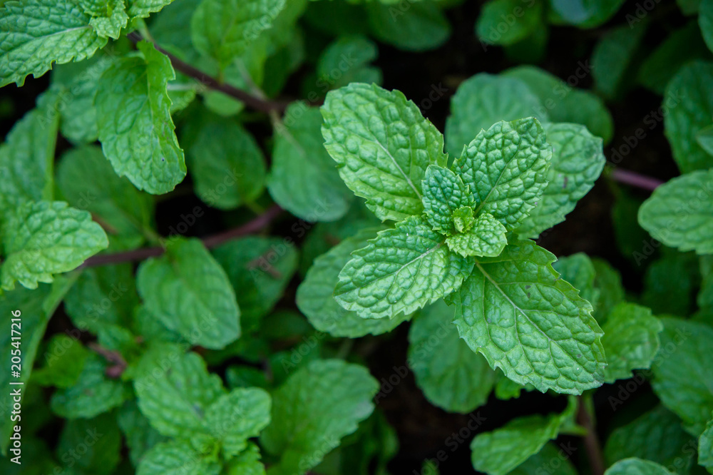 peppermint herb or vegetables in the garden The plant is useful in cooking as a herb to extract fresh scent. peppermint herb or vegetables in the garden The plant is useful in cooking as a herb to extract fresh scent.