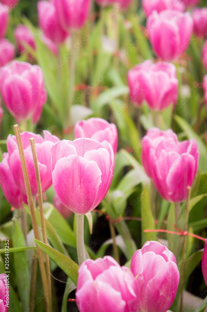 pink tulip flowers garden , tulip blooming blossom in the garden