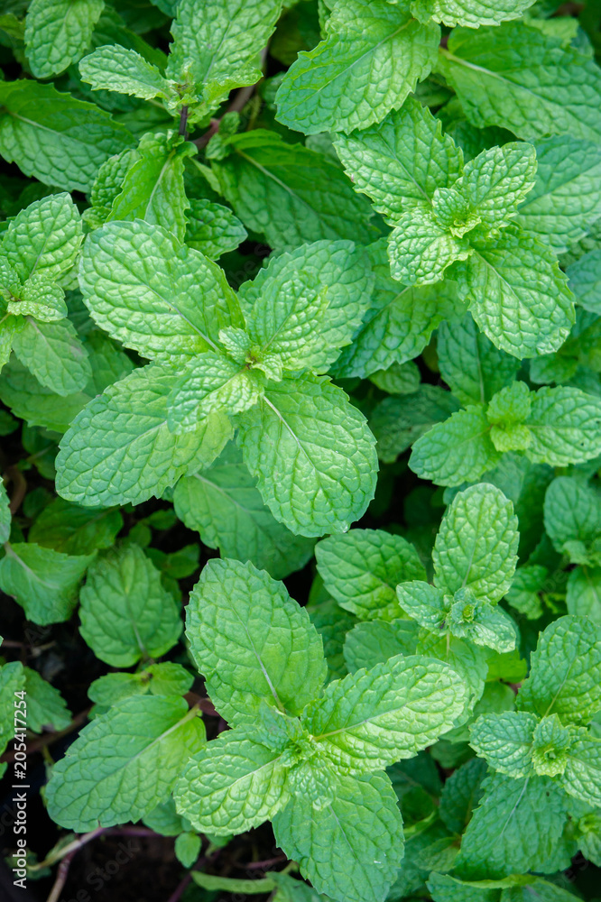 peppermint herb or vegetables in the garden The plant is useful in cooking as a herb to extract fresh scent. peppermint herb or vegetables in the garden The plant is useful in cooking as a herb to extract fresh scent.