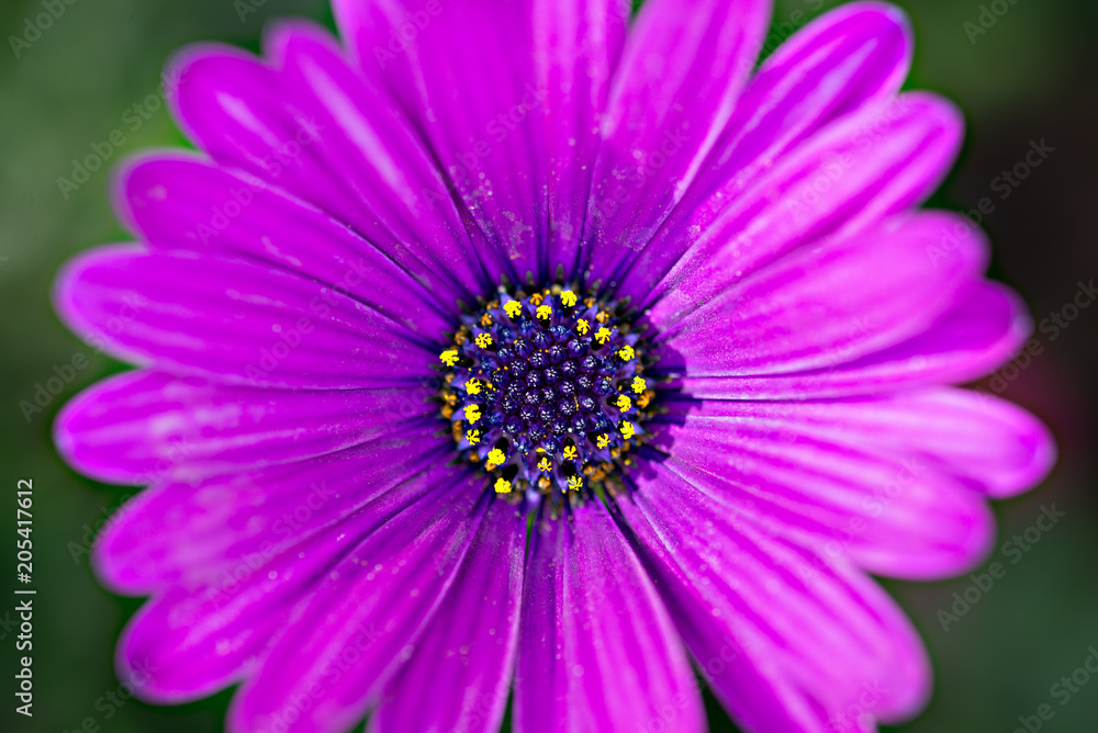 Macro image of spring violet flower, abstract soft floral background Macro image of spring violet flower, abstract soft floral background