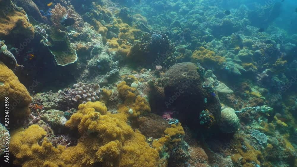 Tropical fish on coral reef at diving. Wonderful and beautiful underwater world with corals and tropical fish. Hard and soft corals. Philippines, Mindoro. Tropical fish on coral reef at diving. Wonderful and beautiful underwater world with corals and tropical fish. Hard and soft corals. Philippines, Mindoro.