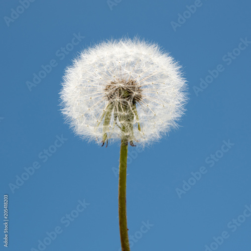 Dandelion Seed Head  on blurry background macro close-up