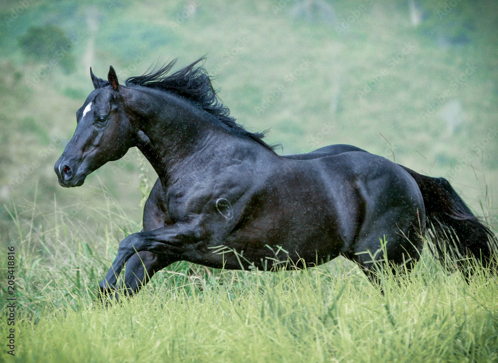 Horse On The Storm Horse On The Storm