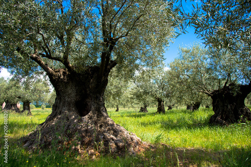 Olivenbaumhain in der Provence