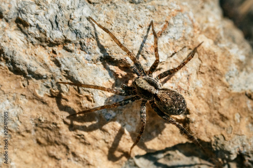 Closeup of a spider. © Nikolay Popov