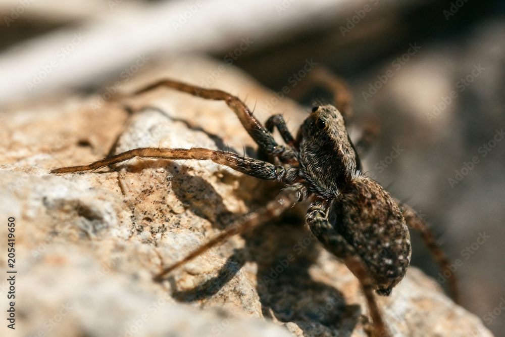 Closeup of a spider. Closeup of a spider.