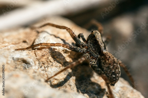 Closeup of a spider.