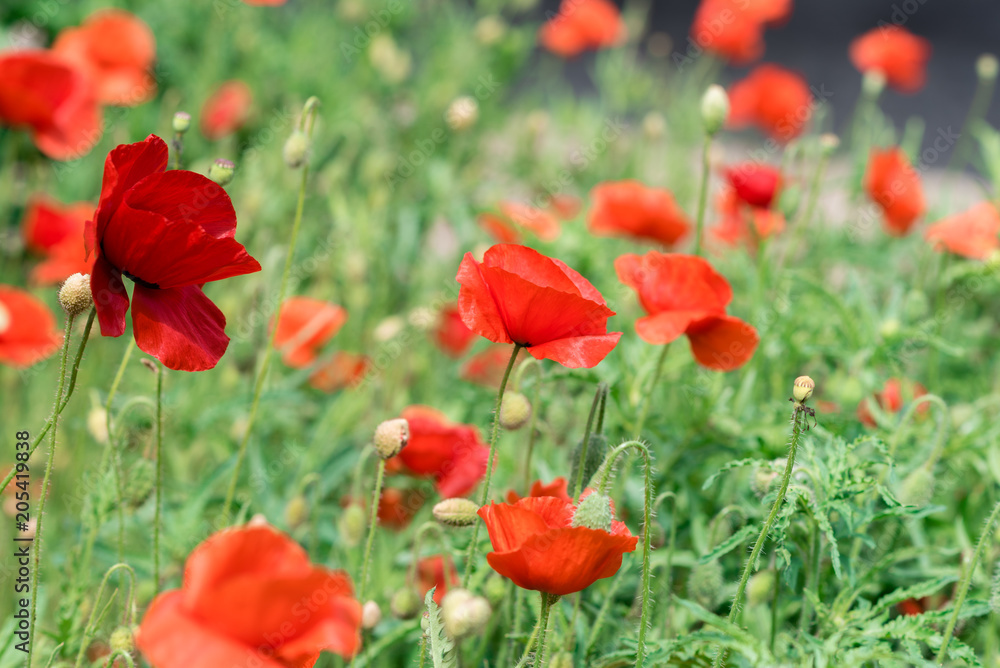 Poppy flowers on the spring field