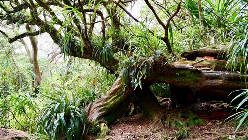 La Reine des Tamarins, forêt primaire de Bélouve, La Réunion © maglsl