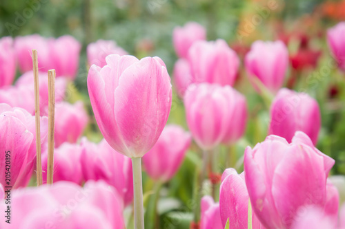 Fototapeta Naklejka Na Ścianę i Meble -  pink tulip flowers garden , tulip blooming blossom in the garden