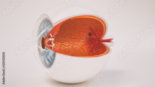 Menschliches Auge im Querschnitt - sehr detailreich photo
