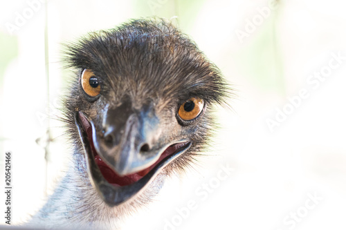 Ostrich chick