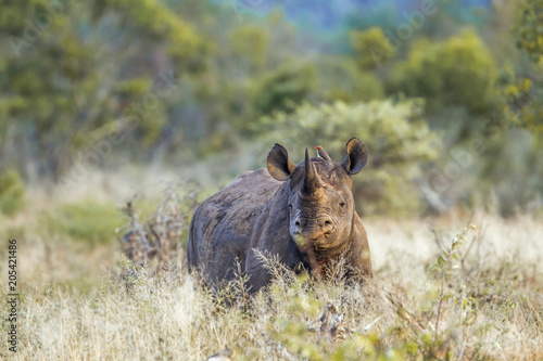 Black rhinoceros in Kruger National park, South Africa © PACO COMO