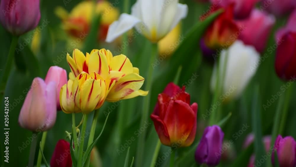 Tulips of different colors and gardens in flowerbed Tulips of different colors and gardens in flowerbed