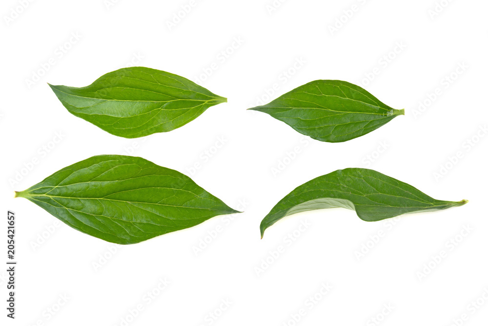 peony leaves on white background peony leaves on white background