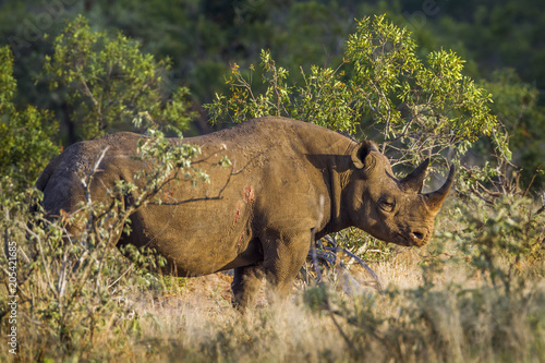 Black rhinoceros in Kruger National park, South Africa