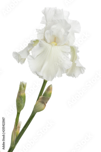 Fototapeta Naklejka Na Ścianę i Meble -  Flower of  white iris close-up, isolated on white background