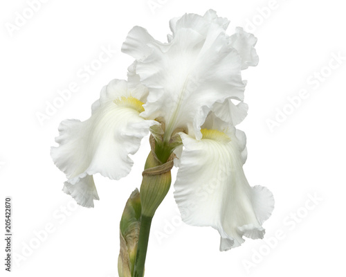 Fototapeta Naklejka Na Ścianę i Meble -  Flower of  white iris close-up, isolated on white background