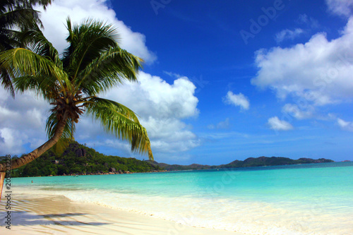 Fototapeta Naklejka Na Ścianę i Meble -  cocotier sur une plage aux seychelles