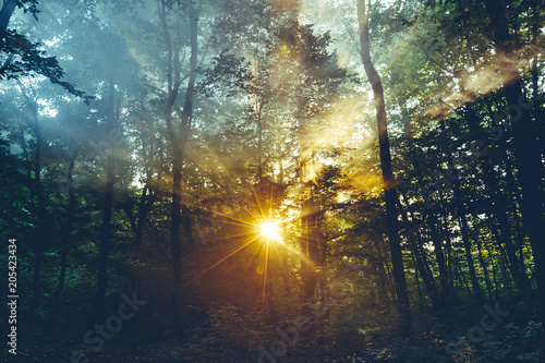 Morning Sunlight Rays Makes Way Through The Threes Leaves And Mist. Nature Landscape