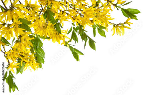 Foto Blooming forsythia twigs on a white background.