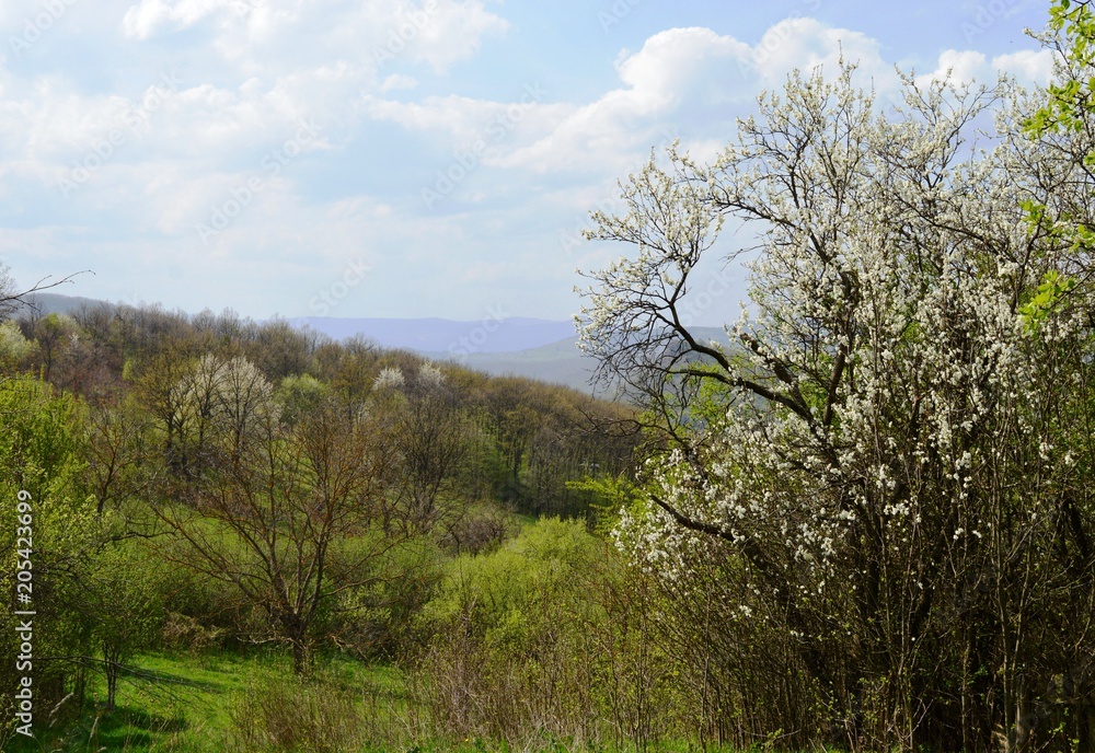spring landscape
spring landscape