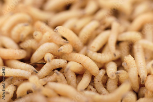 Photos Macro maggots in a container.