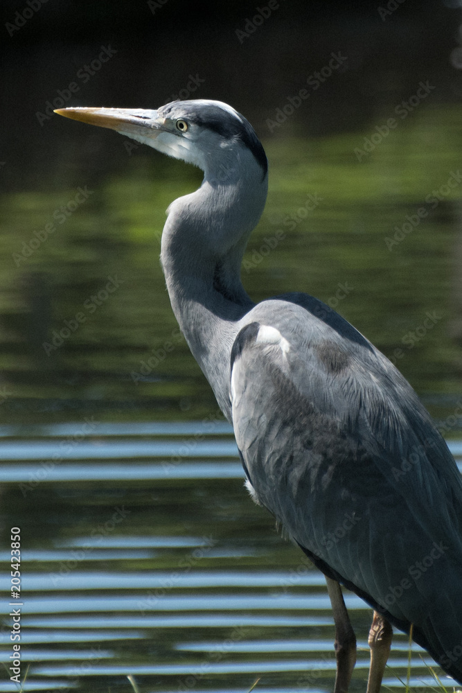 Heron looking for its next meal Heron looking for its next meal