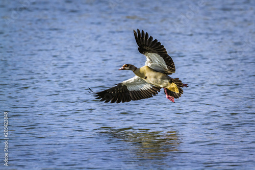 Egyptian Goose in Kruger National park, South Africa