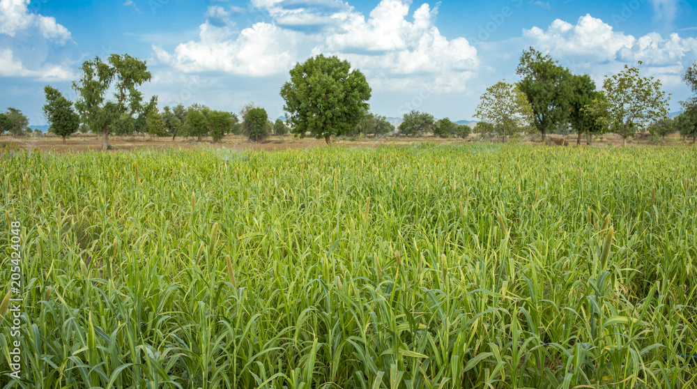 Natural Pearl Millet Field. The Crop is Know as Bajra or Bajri Agriculture Natural Pearl Millet Field. The Crop is Know as Bajra or Bajri Agriculture